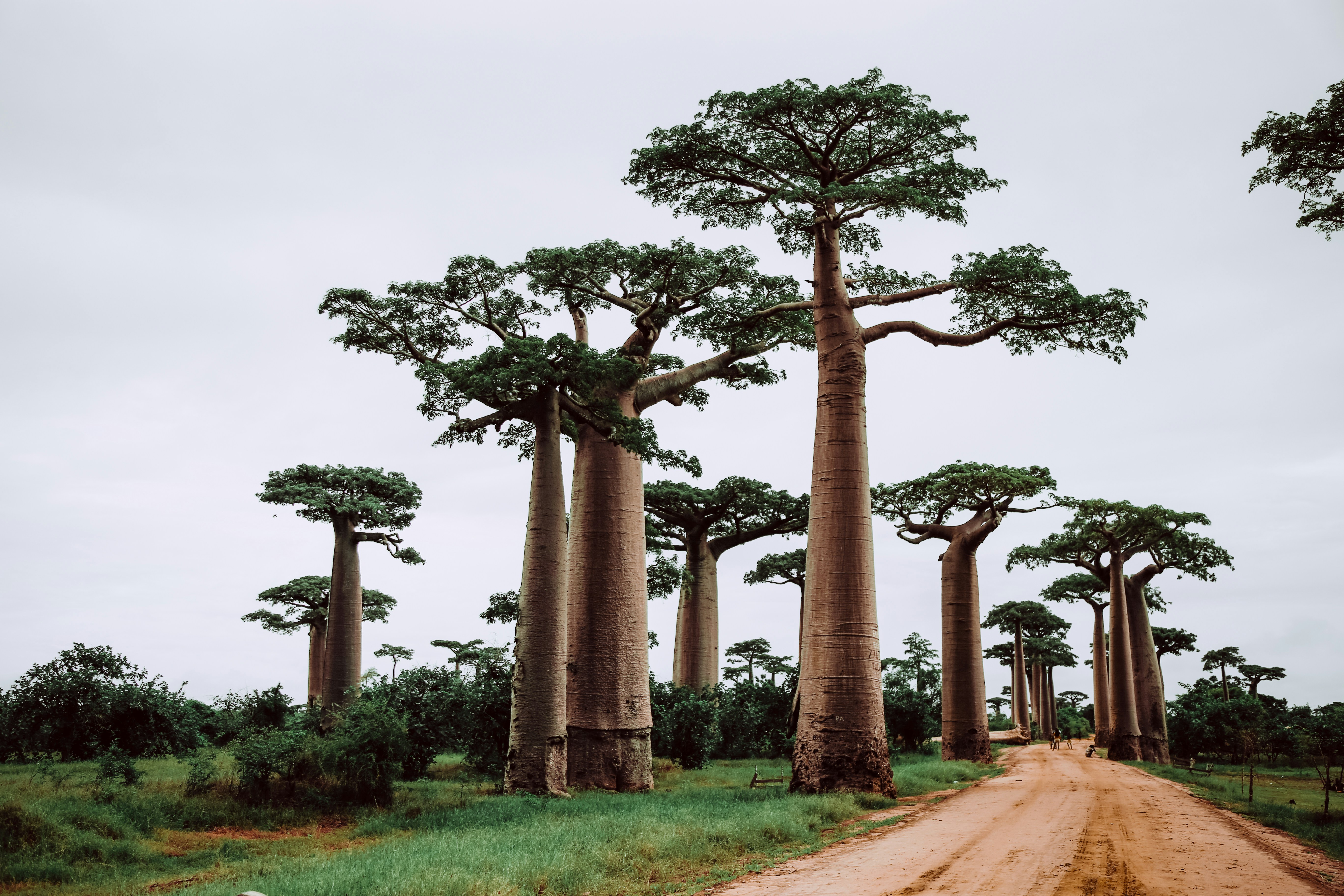 Allée des Baobabs
